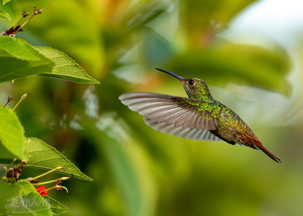 Rufous-tailed Hummingbird