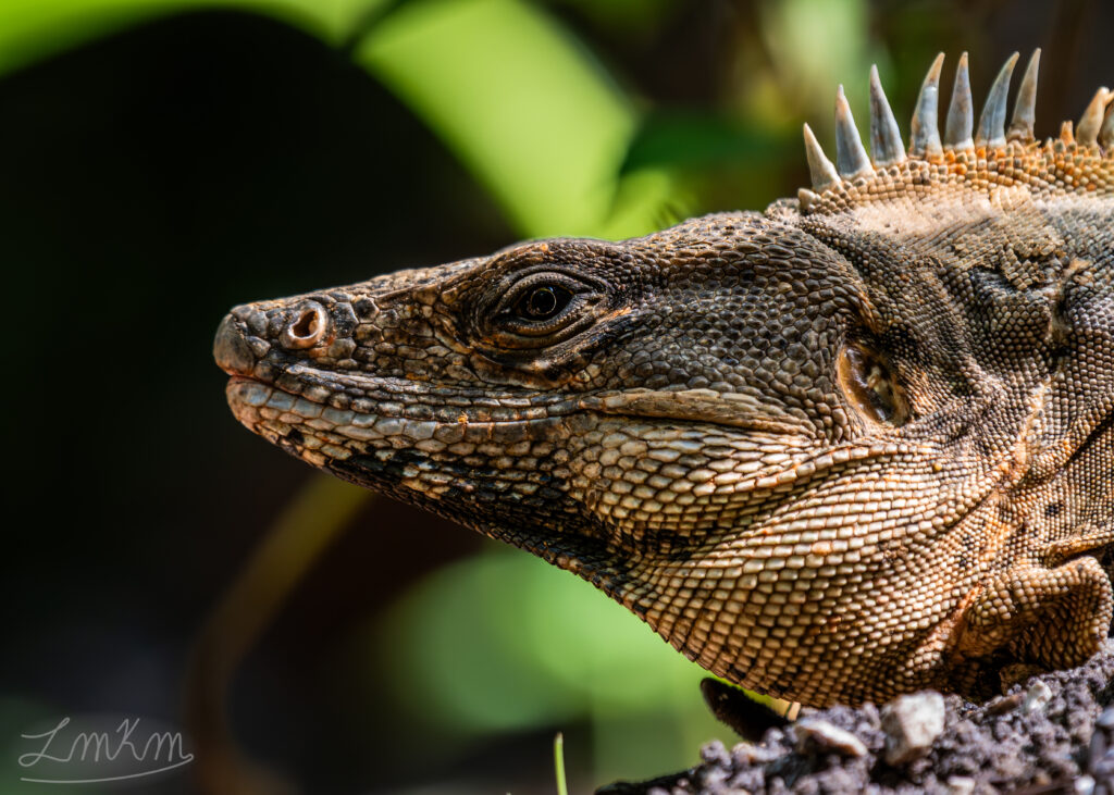 Black Spiny-Tailed Iguana