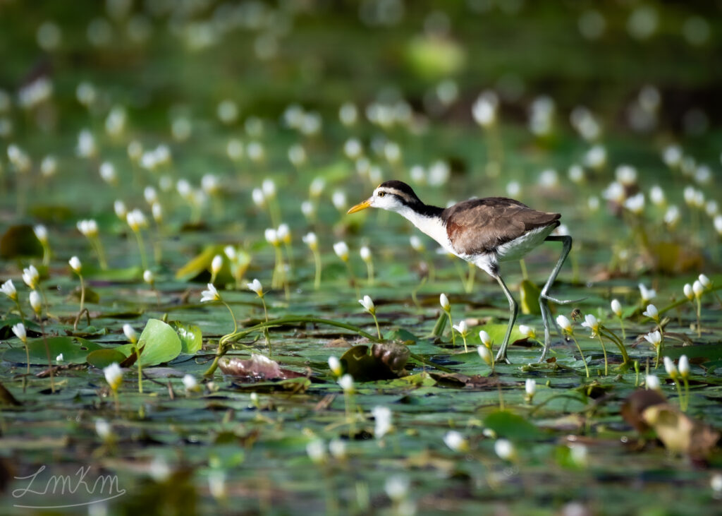 Juvenile Northarn Jacana